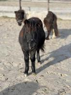 Te lease aangeboden – 2 Shetlander hengstjes (1 jaar), Ophalen, Nieuw, Overige soorten