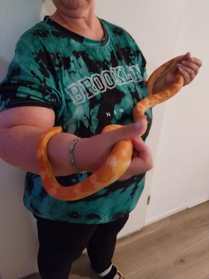 Koppel Rattenslangen, Dieren en Toebehoren, Reptielen en Amfibieën, Slang, 3 tot 6 jaar, Met terrarium, Tam