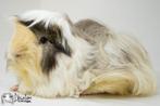 Choco otter creme witte peruvian cavia, Dieren en Toebehoren, Cavia, Mannelijk, Mei, Tam