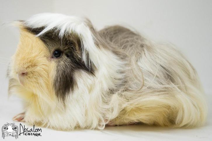 Choco otter creme witte peruvian cavia, Dieren en Toebehoren, Knaagdieren, Mannelijk, Cavia, Mei, Tam