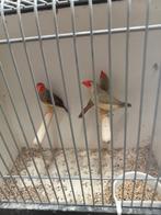 3 bins mannen, Mannelijk, Tropenvogel