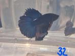 Betta man, Dieren en Toebehoren, Vis