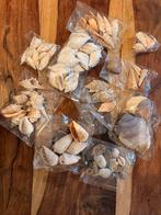 Diverse mooie schelpen, Ophalen, Schelp(en)