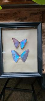 Morpho vlinder in lijst, Ophalen of Verzenden, Zo goed als nieuw