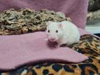 mooie handtamme goudhamster vrouw, Vrouwelijk, Hamster, Na 1 juli 2024, Tam