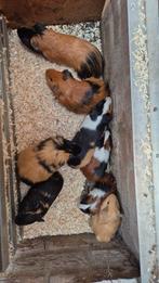 8 mannetjes cavia's (beertjes). Niet tam., Dieren en Toebehoren, Knaagdieren, Januari, Mannelijk, Cavia