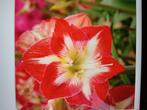 Amaryllis rood -wit, Ophalen of Verzenden, Volle zon