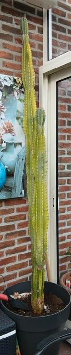 Grote cactus 1,5/2 meter hoog, Ophalen, Halfschaduw