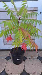 🌴FLUWEELBOMEN AZIJNBOOM RHUS TYPHINA BOOM STRUIK TUINPLANT, Ophalen, Overige soorten, Volle zon