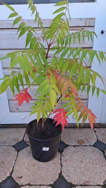 🌴FLUWEELBOMEN AZIJNBOOM RHUS TYPHINA BOOM STRUIK TUINPLANT  beschikbaar voor biedingen