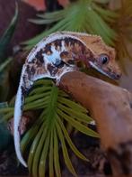 Wimpergekko tricolor LW, Dieren en Toebehoren, Hagedis, 0 tot 2 jaar