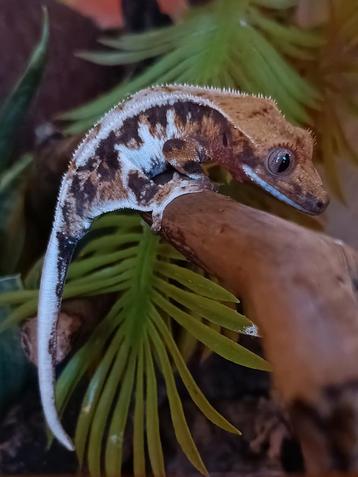 Wimpergekko tricolor LW beschikbaar voor biedingen
