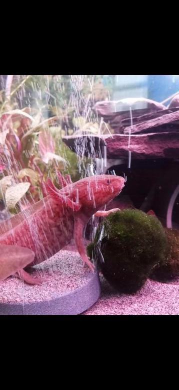 3 mooie axolotls! beschikbaar voor biedingen