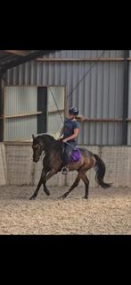 5 jarige pony ruin, Dieren en Toebehoren, Pony's, E pony (1.48m - 1.57m), B, Gechipt, Ruin