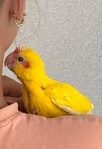 Lieve schattige tamme kakariki, Dieren en Toebehoren, Vogels | Parkieten en Papegaaien, Mannelijk, Parkiet, Geringd