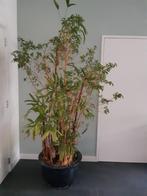 zeer grote groene ficus te koop (40+ jaar oud), Huis en Inrichting, Kamerplanten, Ficus, Halfschaduw, Ophalen