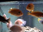 6 witte parrots, Dieren en Toebehoren, Vis