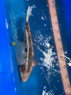 Jonge koi kapers, Dieren en Toebehoren, Vissen | Vijvervissen, Karper of Koi