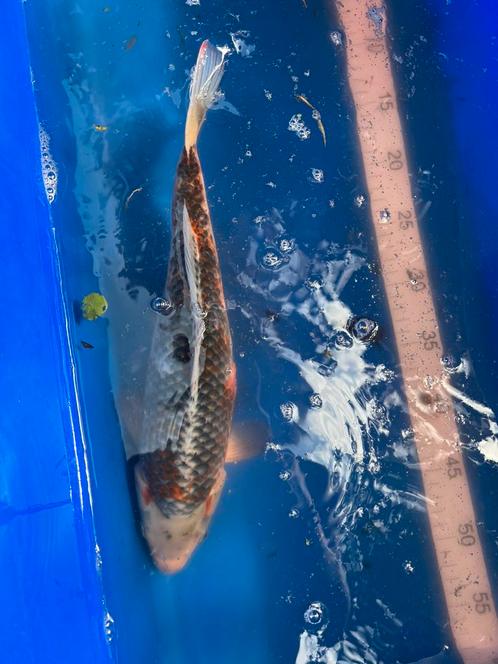 Jonge koi kapers, Dieren en Toebehoren, Vissen | Vijvervissen, Karper of Koi