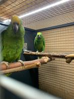 Bewezen kweekpaar surinaamse geelvoorhoofd amazone, Meerdere dieren, Papegaai, Geringd