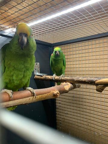 Bewezen kweekpaar surinaamse geelvoorhoofd amazone beschikbaar voor biedingen