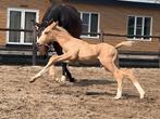 Geweldig palomino veulen ! ️White Dream GF x Zhivago ❤️, Gechipt, Dressuurpaard, 0 tot 2 jaar, Hengst
