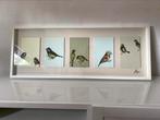 IKEA fotolijst met vogelillustraties – wit, Ophalen, Hout, Minder dan 50 cm