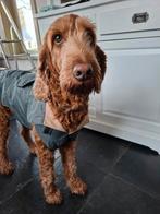Honden jas, regenvestendig, Dieren en Toebehoren, Ophalen of Verzenden, Zo goed als nieuw