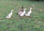 Groep loopeenden/fleseenden 3 vrouw 1 man (9 mnd oud), Dieren en Toebehoren, Meerdere dieren, Eend