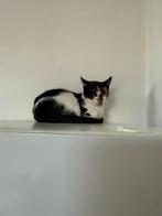 Goed huis gezocht voor katten, Dieren en Toebehoren, Katten en Kittens | Overige Katten, Poes