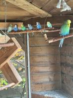 Grasparkieten, Dieren en Toebehoren, Vogels | Parkieten en Papegaaien, Meerdere dieren, Parkiet