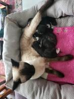 Half siamese kittens. €100,-, Meerdere dieren