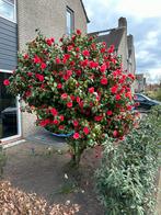 Prachtige Camilia Japonica (Japanse Roos), Minder dan 100 cm, Lente, Overige soorten, Volle zon