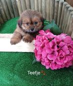 Boomer pups maltezer shih tzu lhasa apso teckel puppy hond, Nederland, Overige rassen, CDV (hondenziekte), 8 tot 15 weken