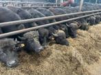 Stierbare Waterbuffel pinken, Dieren en Toebehoren, Vrouwelijk, 0 tot 2 jaar