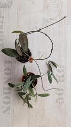 hoya sigillatis 2 soorten, Huis en Inrichting, Kamerplanten, Ophalen of Verzenden, Overige soorten, Minder dan 100 cm