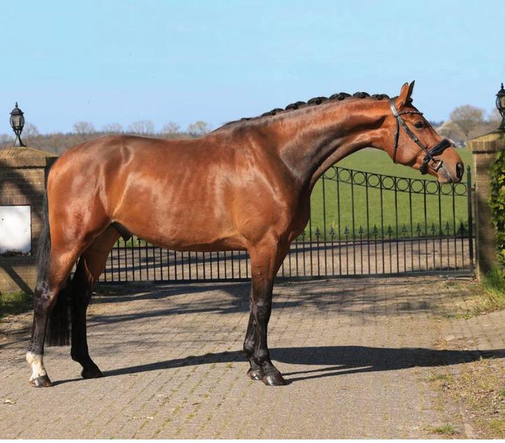 Te koop aangeboden, Dieren en Toebehoren, Paarden, Ruin, L, 170 tot 175 cm, 3 tot 6 jaar, Dressuurpaard, Met stamboom, Gechipt