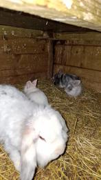 Zoeken goed huisje, Meerdere dieren, Dwerg