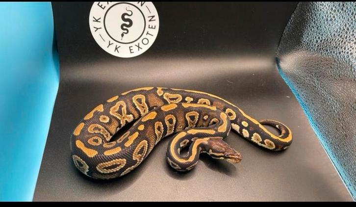 Koningspython 1-0 Phantom 100% DH Ultramel Piebald man