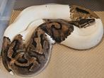 Ballpython- python regius- koningspython, Slang, 0 tot 2 jaar