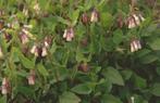 Symphytum grandiforum, rood - wit en rood-wit-blauw bloeiend, Ophalen, Bodembedekkers, Vaste plant, Halfschaduw