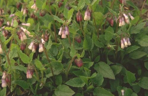 Symphytum grandiforum, rood - wit en rood-wit-blauw bloeiend, Tuin en Terras, Planten | Tuinplanten, Vaste plant, Bodembedekkers