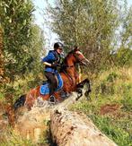 Ruitertje gezocht voor lieve Welsh C met pit, Dieren en Toebehoren, Merrie, L, C pony (1.27m tot 1.37m), 11 jaar of ouder