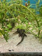 Gratis, Vis, Zoetwatervis