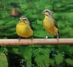 Mozambiquesijzen diverse koppels., Meerdere dieren, Tam