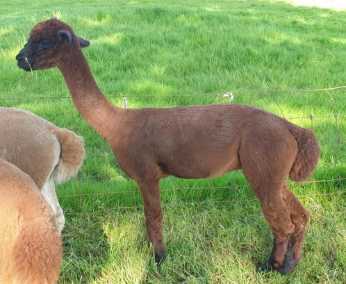 Koppel van drie Alpaca hengsten, Dieren en Toebehoren, Overige Dieren, Mannelijk, Juni