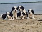 Prachtige Engelse Cockerspaniël X Kooiker pups., Dieren en Toebehoren, Honden | Retrievers, Spaniëls en Waterhonden, 8 tot 15 weken