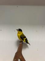 2-1 yarrel sijs, Dieren en Toebehoren, Meerdere dieren, Tropenvogel, Geringd