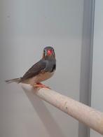 4-1 Timor Zebravink, Dieren en Toebehoren, Vogels | Overige Vogels, Meerdere dieren, Tropenvogel, Geringd