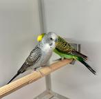 Blackwing parkieten, Dieren en Toebehoren, Vogels | Parkieten en Papegaaien, Meerdere dieren, Parkiet